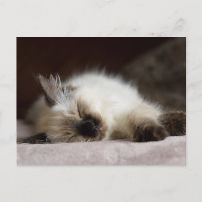 Catnapping postcard (Front)