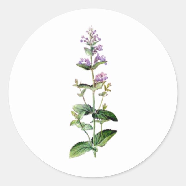 catnip, catnip branch, herb, plant, purple flower  classic round sticker (Front)