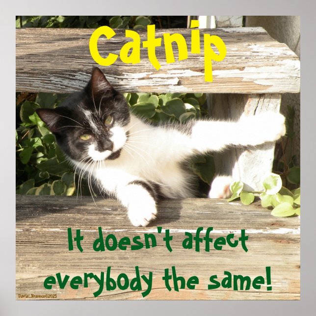 "Catnip", cats, funny, humor, cute, gift  Poster (Front)