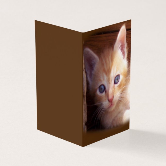 Cats (Outside)