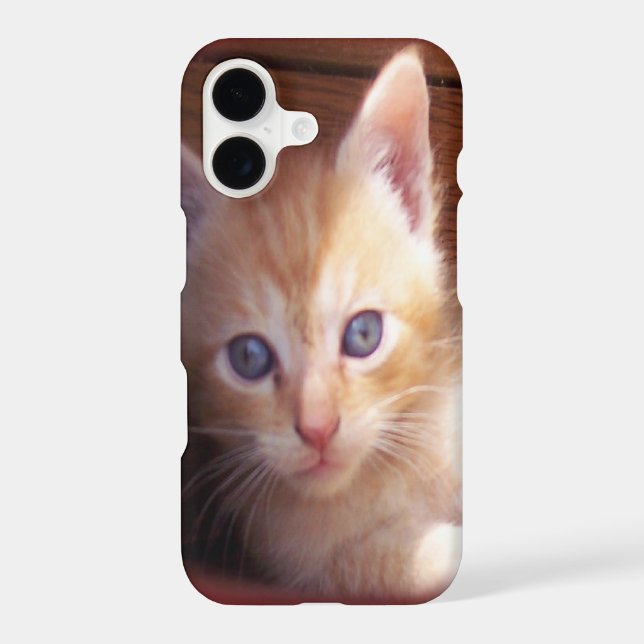 Cats (Back)