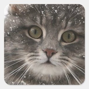 cats_and_snow15 snowfall pets animals furry cat square sticker
