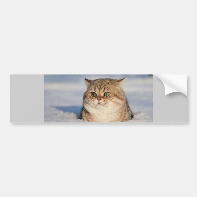 cats_and_snow7 bumper sticker (Front)