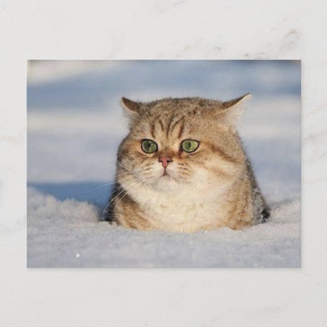cats_and_snow7 postcard (Front)