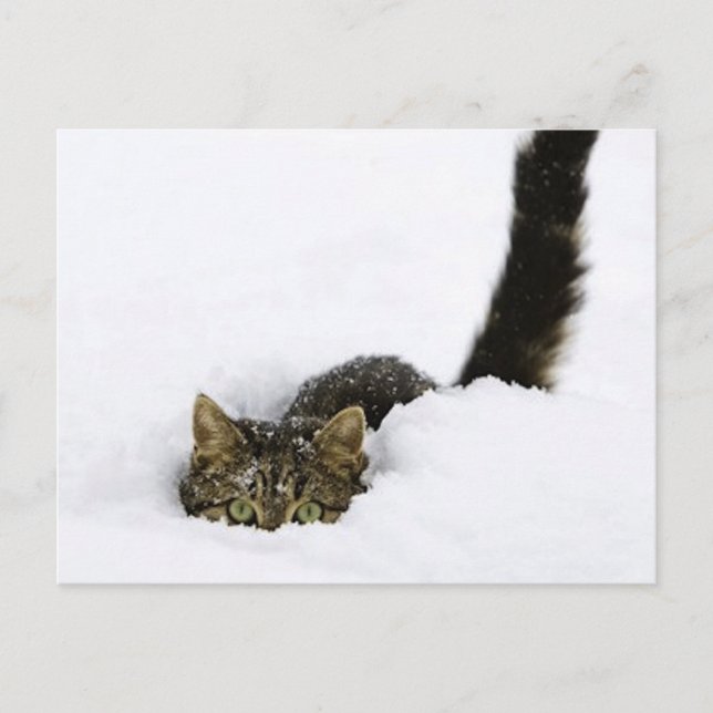 cats_and_snow_ (4) postcard (Front)