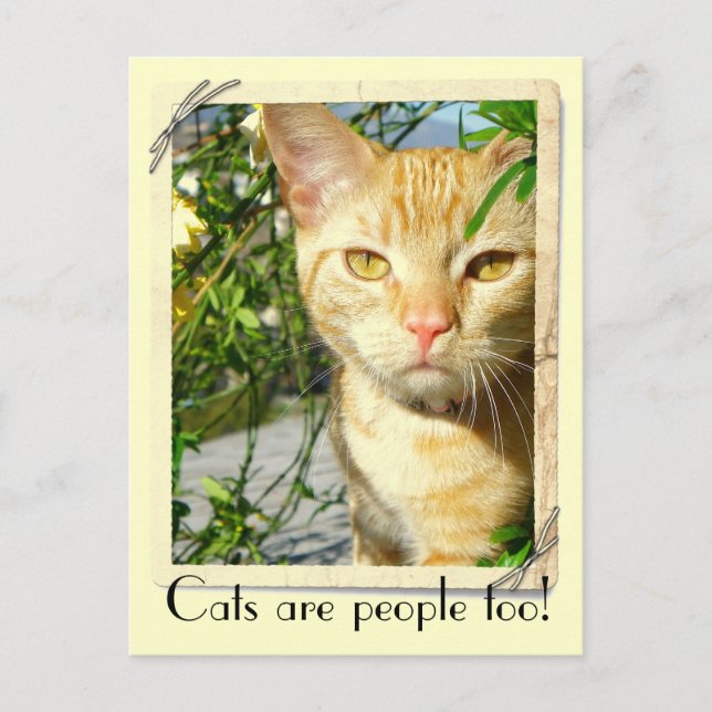 Cats Are People Too Postcard! Postcard (Front)