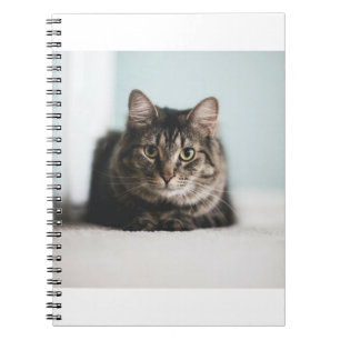 Cats Are The Best 55 Notebook