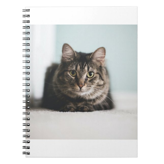 Cats Are The Best 55 Notebook (Front)