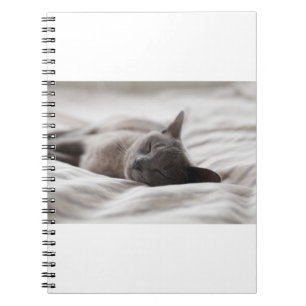 Cats Are The Best 66 Notebook