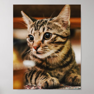 Cats Are The Best 85 Poster