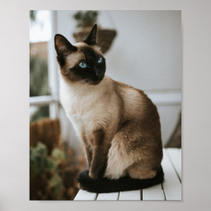 Cats Are The Best 86 Poster