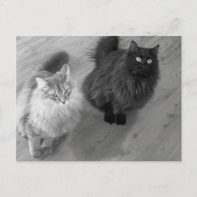 cats b n w postcard (Front)