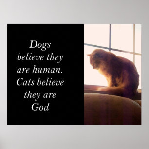 Cats believe they are God Poster