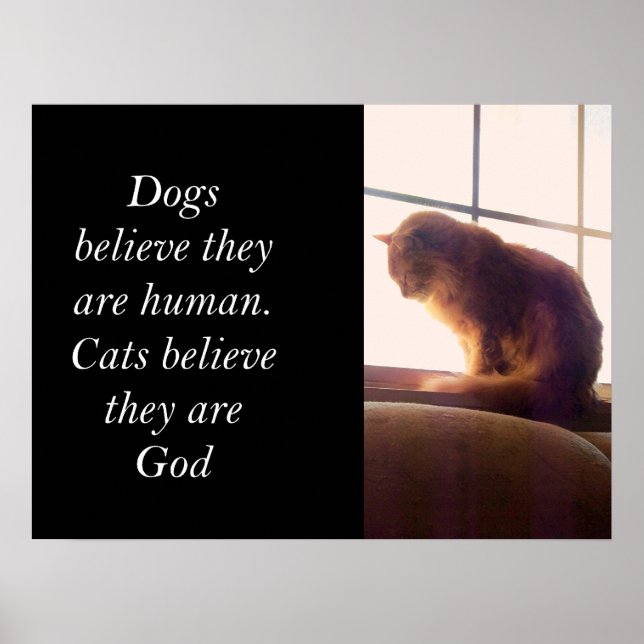 Cats believe they are God Poster (Front)