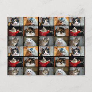 Cats Cats Cats Postcard