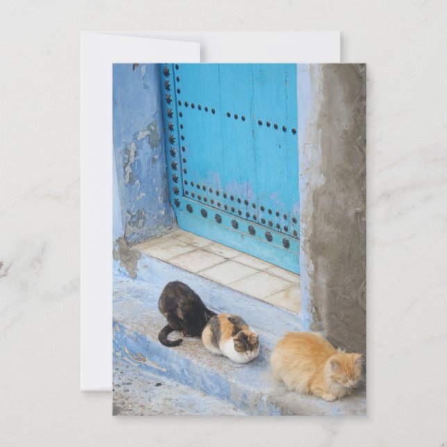 Cats, Chefchaouen, Morocco card (Front)