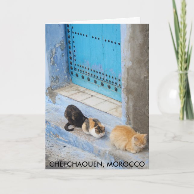 Cats, Chefchaouen, Morocco Card (Front)