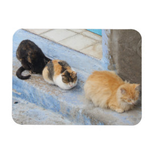 Cats, Chefchaouen, Morocco Magnet