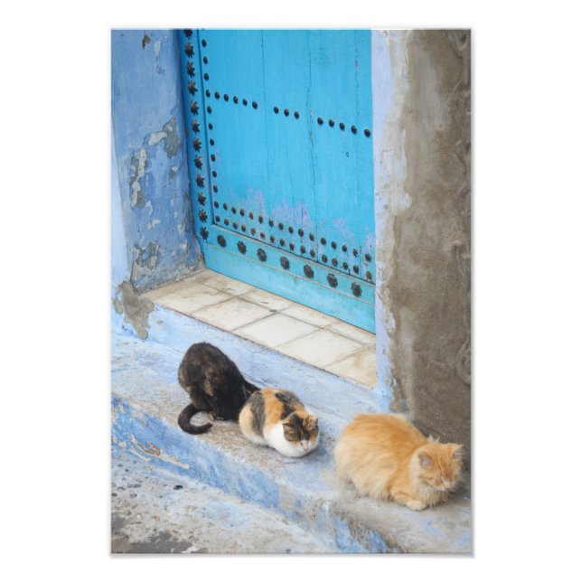 Cats, Chefchaouen, Morocco Photo Print (Front)