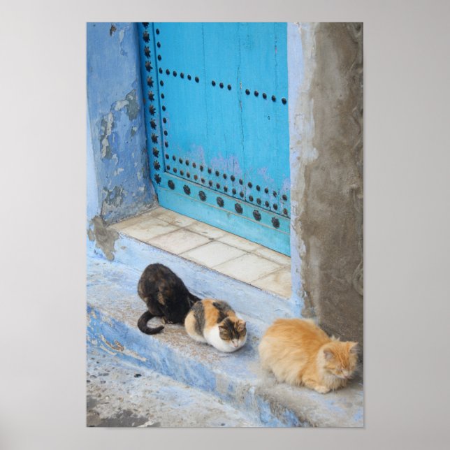 Cats, Chefchaouen, Morocco Poster (Front)