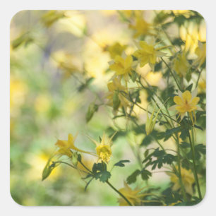 Cats-Claw in the Arizona sun Square Sticker