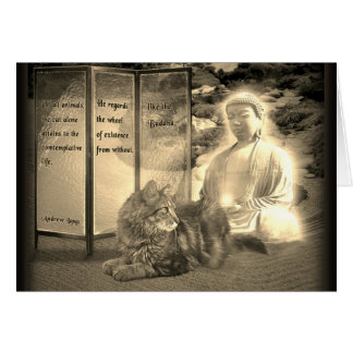 Cats contemplative like Buddha