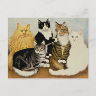 Cat's Cradle Postcard