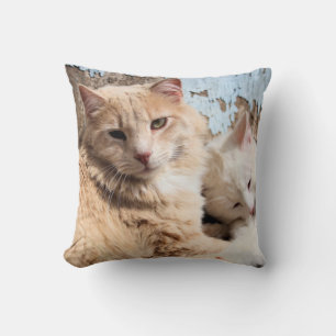 Cats cushion