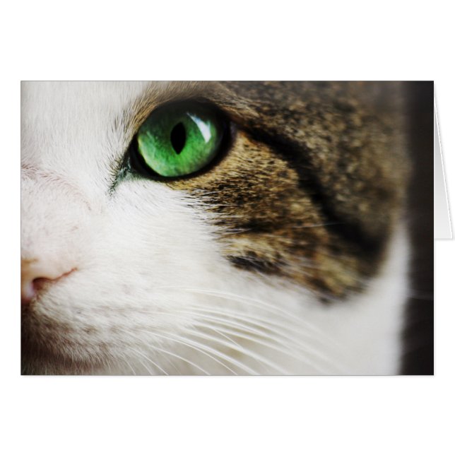 Cat's eye (Front Horizontal)