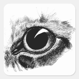 Cats Eye Vintage Drawing Animal art Illustration Square Sticker