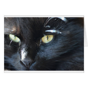 Cat's Eyeing You