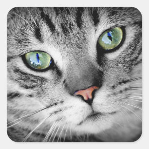 Cat's eyes square sticker