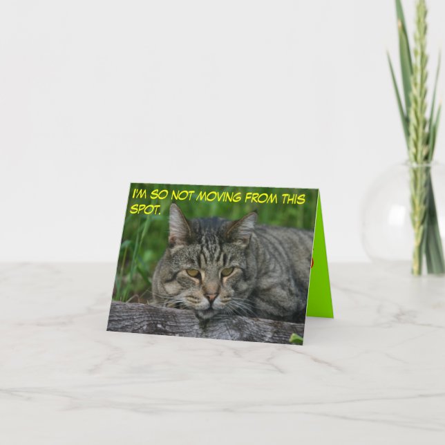 cats: I'm so not moving from this spot. Card (Front)