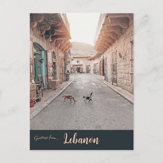 Cats in Douma Lebanon Postcard (Front)