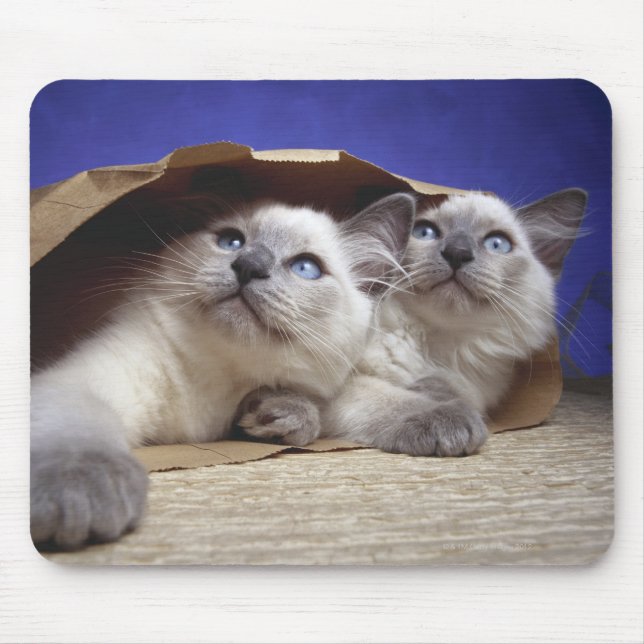 Cats in paper bag mouse mat (Front)