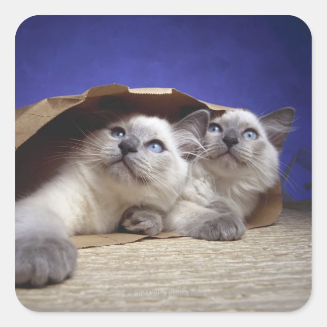 Cats in paper bag square sticker (Front)