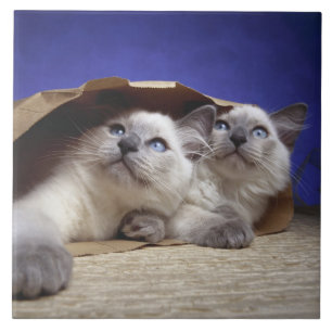 Cats in paper bag tile