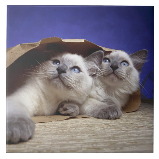 Cats in paper bag tile (Front)