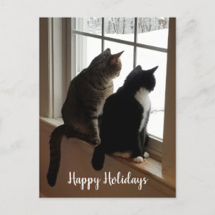Cats in the Window Postcard