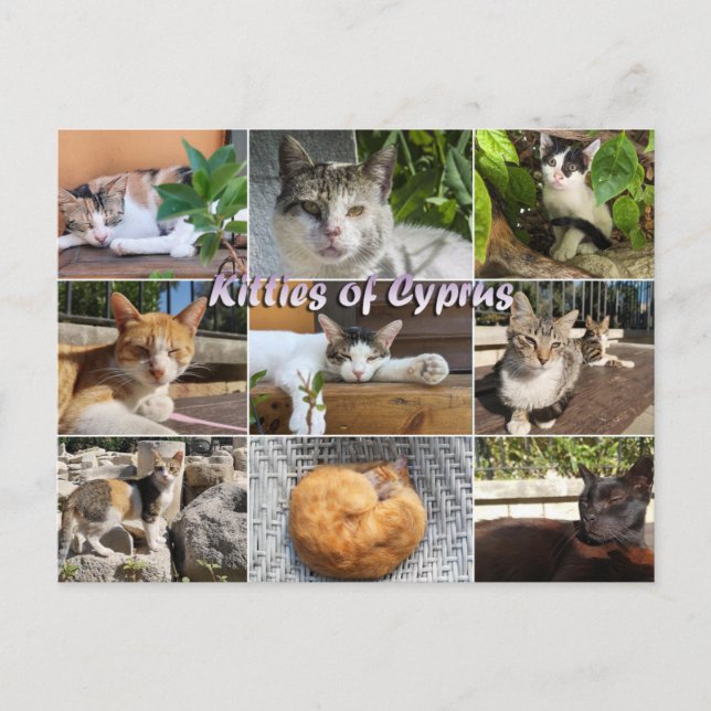 Cats kitties of Cyprus postcard (Front)