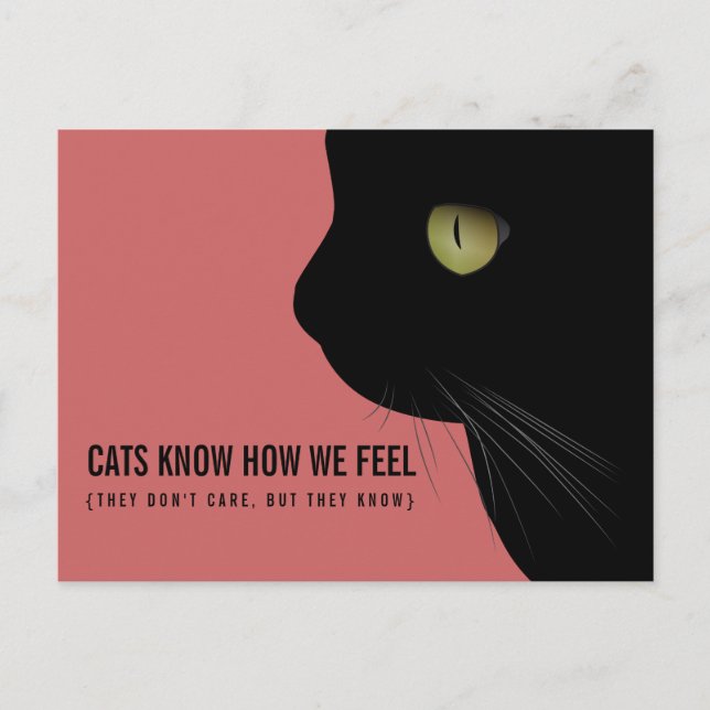 Cats Know How We Feel Funny Postcard (Front)