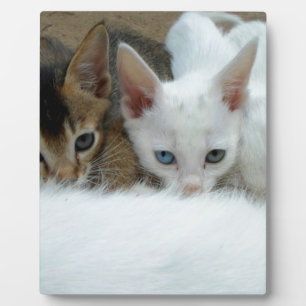 Cats looking cute plaque