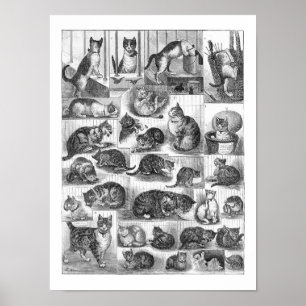 Cats, Louis Wain Poster