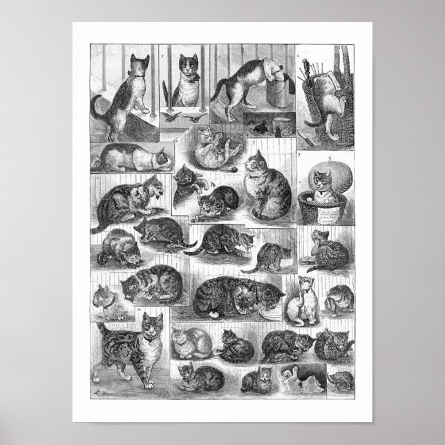 Cats, Louis Wain Poster (Front)
