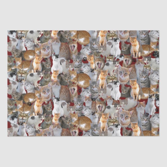 Cats meeting point - cute tissue paper (Front)