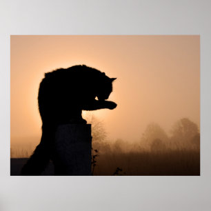 Cat's Morning Bath Poster