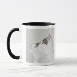 Cats Mug