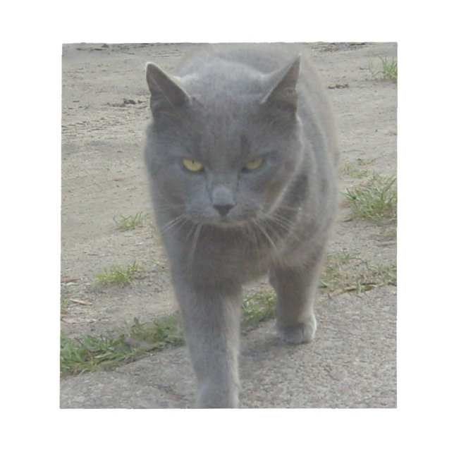 Cats Notepad (Front)