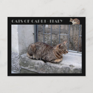 Cats of Capri, tabby cat - Italy Postcard