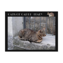 Cats of Capri, tabby cat - Italy